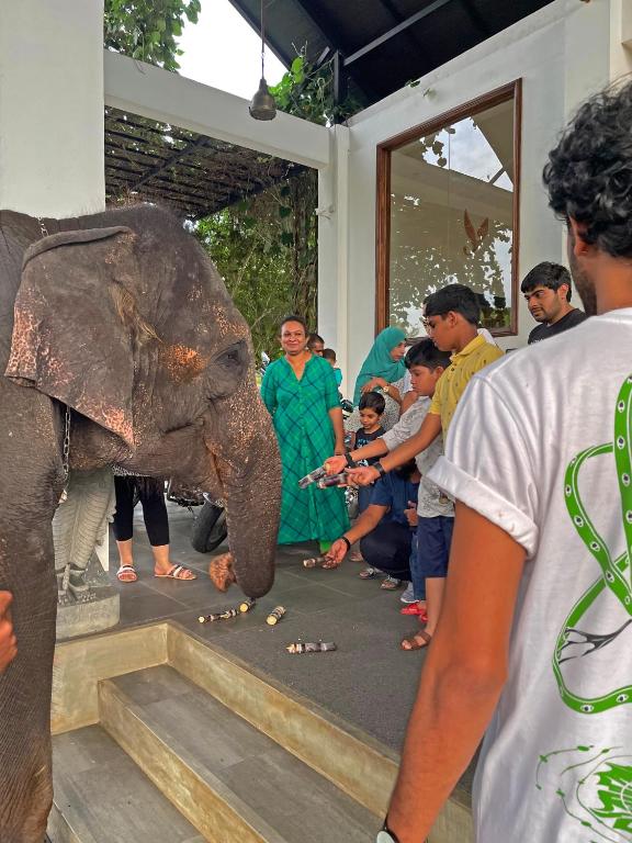 Elephant